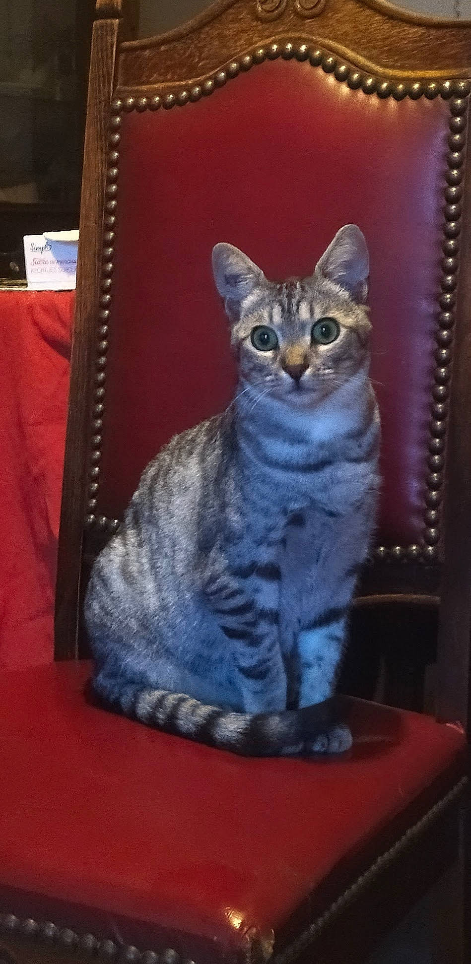 Souris a rejoint le concours — aidez-le/la à gagner de superbes lots ! art, artifact, carnivore, cat, ceramic, domestic_short_haired_cat, electric_blue, felidae, fur, grey, paint, rectangle, serveware, sitting, small_to_medium_sized_cats, snout, visual_arts, whiskers, window