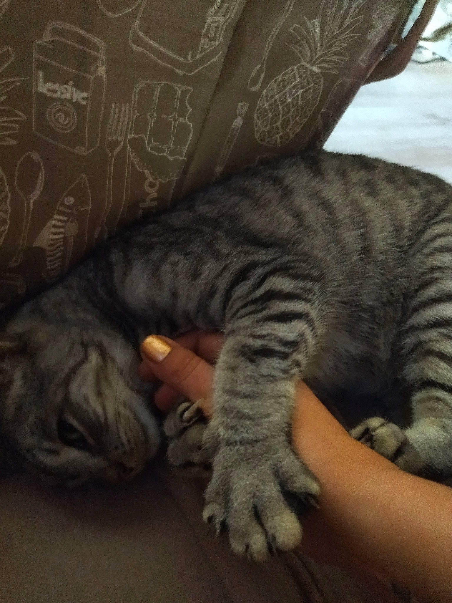 Souris a rejoint le concours — aidez-le/la à gagner de superbes lots ! carnivore, cat, claw, comfort, couch, domestic_short_haired_cat, felidae, fur, grey, linens, mammal, nap, paw, sitting, sleep, small_to_medium_sized_cats, tail, vertebrate, whiskers, wrinkle