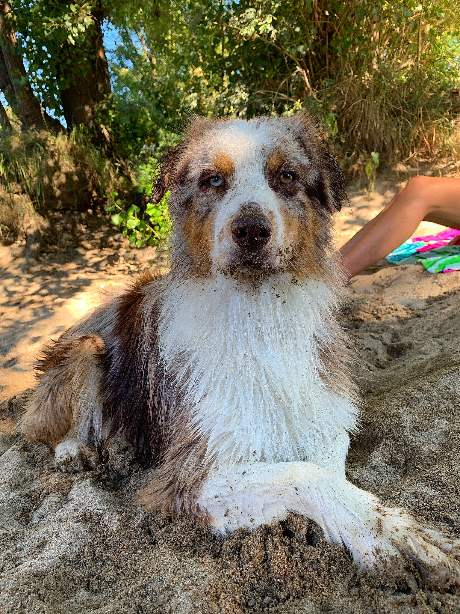 Hulk participe au concours pour gagner de l'argent avec cette photo : canidae, carnivore, companion_dog, dog, dog_breed, fawn, fur, plant, snout, soil, sporting_group, terrestrial_animal, terrier, tree, whiskers, working_dog