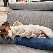 Vador a rejoint le concours — aidez-le/la à gagner de superbes lots ! blanket, brown_and_white, canine, comfort, couch, cozy, dog, domestic, foot, furniture, home, indoor, jeans, pet, plush, relaxed, resting, sleeping, sock, sofa