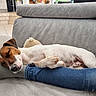 blanket, brown_and_white, canine, comfort, couch, cozy, dog, domestic, foot, furniture, home, indoor, jeans, pet, plush, relaxed, resting, sleeping, sock, sofa