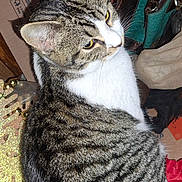 Medusa joined the competition — help win amazing prizes! cat, tabby, yellow_eyes, cardboard_box, wooden_floor, handbag, glitter_decoration, indoor, pet, fur, whiskers, curious, sitting, striped, animal, domestic, closeup, shadow, household_items, background