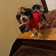 Oreo joined the competition — help win amazing prizes! dog, small_dog, red_sweater, plaid_skirt, pet, indoor, stairs, wooden_stairs, tongue_out, happy, fur, black_and_white_fur, pet_clothing, dog_accessory, floor_rug, door, home_interior, cute, animal, standing