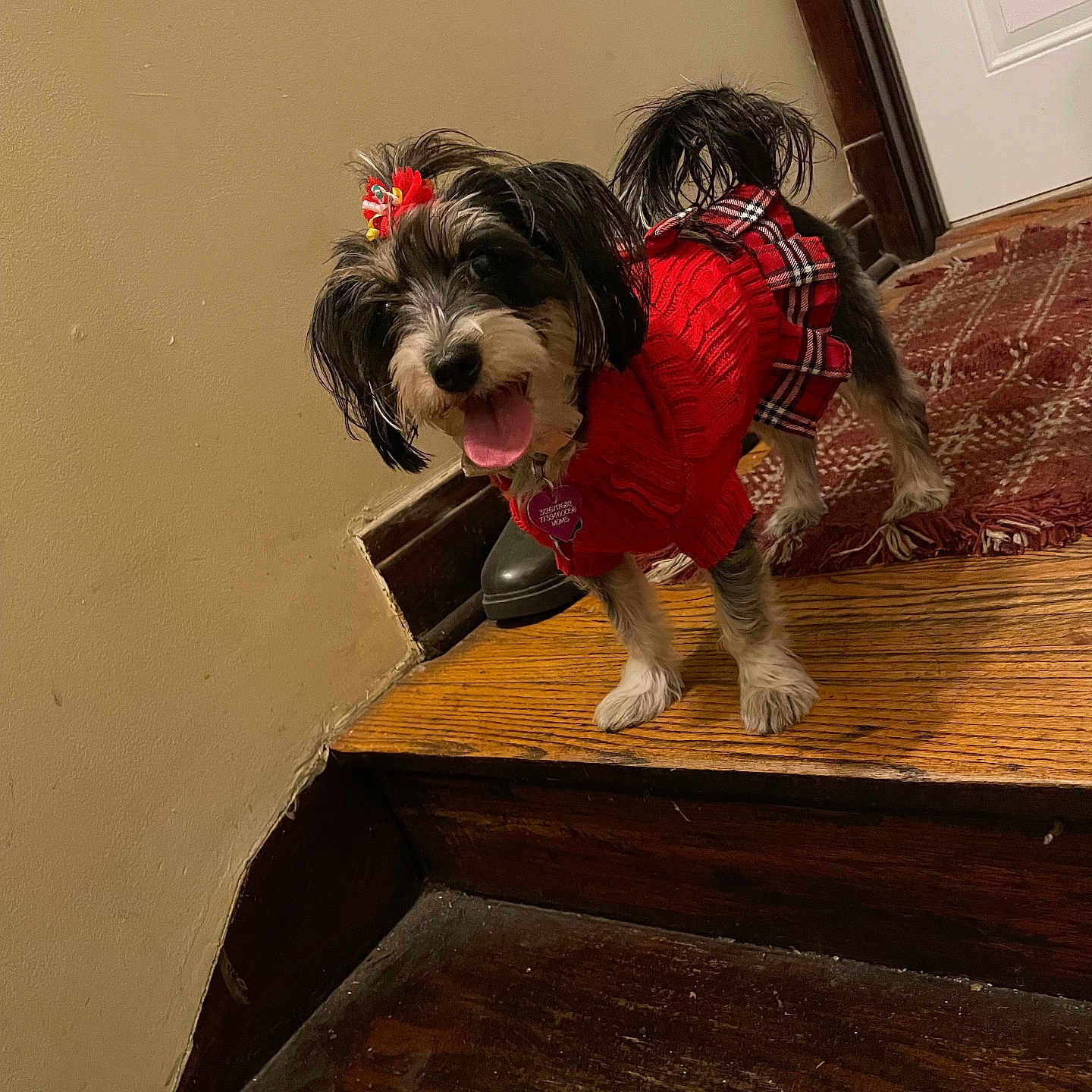 Oreo joined the competition — help win amazing prizes! animal, black_and_white_fur, cute, dog, dog_accessory, door, floor_rug, fur, happy, home_interior, indoor, pet, pet_clothing, plaid_skirt, red_sweater, small_dog, stairs, standing, tongue_out, wooden_stairs
