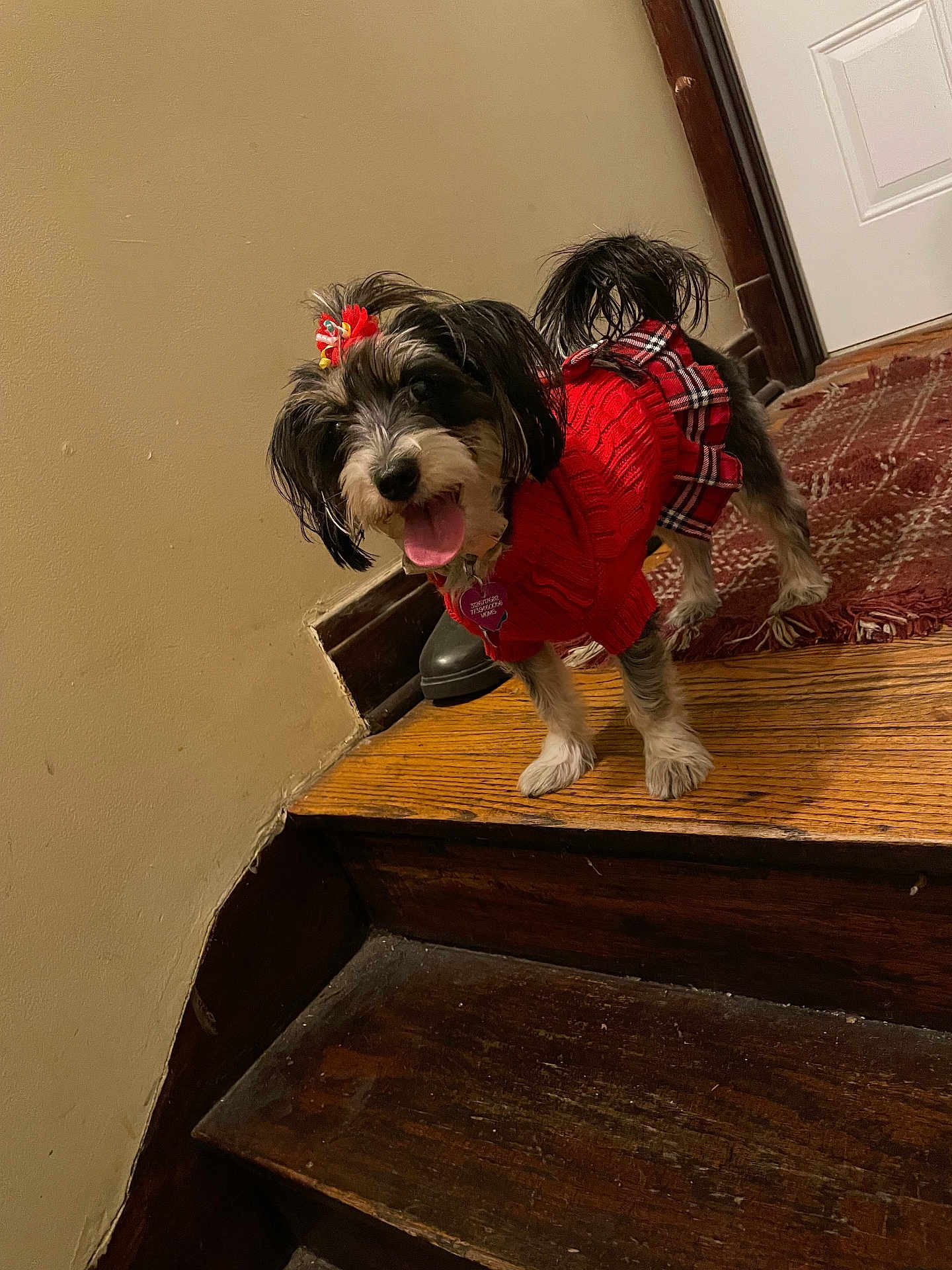 Oreo joined the competition — help win amazing prizes! dog, small_dog, red_sweater, plaid_skirt, pet, indoor, stairs, wooden_stairs, tongue_out, happy, fur, black_and_white_fur, pet_clothing, dog_accessory, floor_rug, door, home_interior, cute, animal, standing