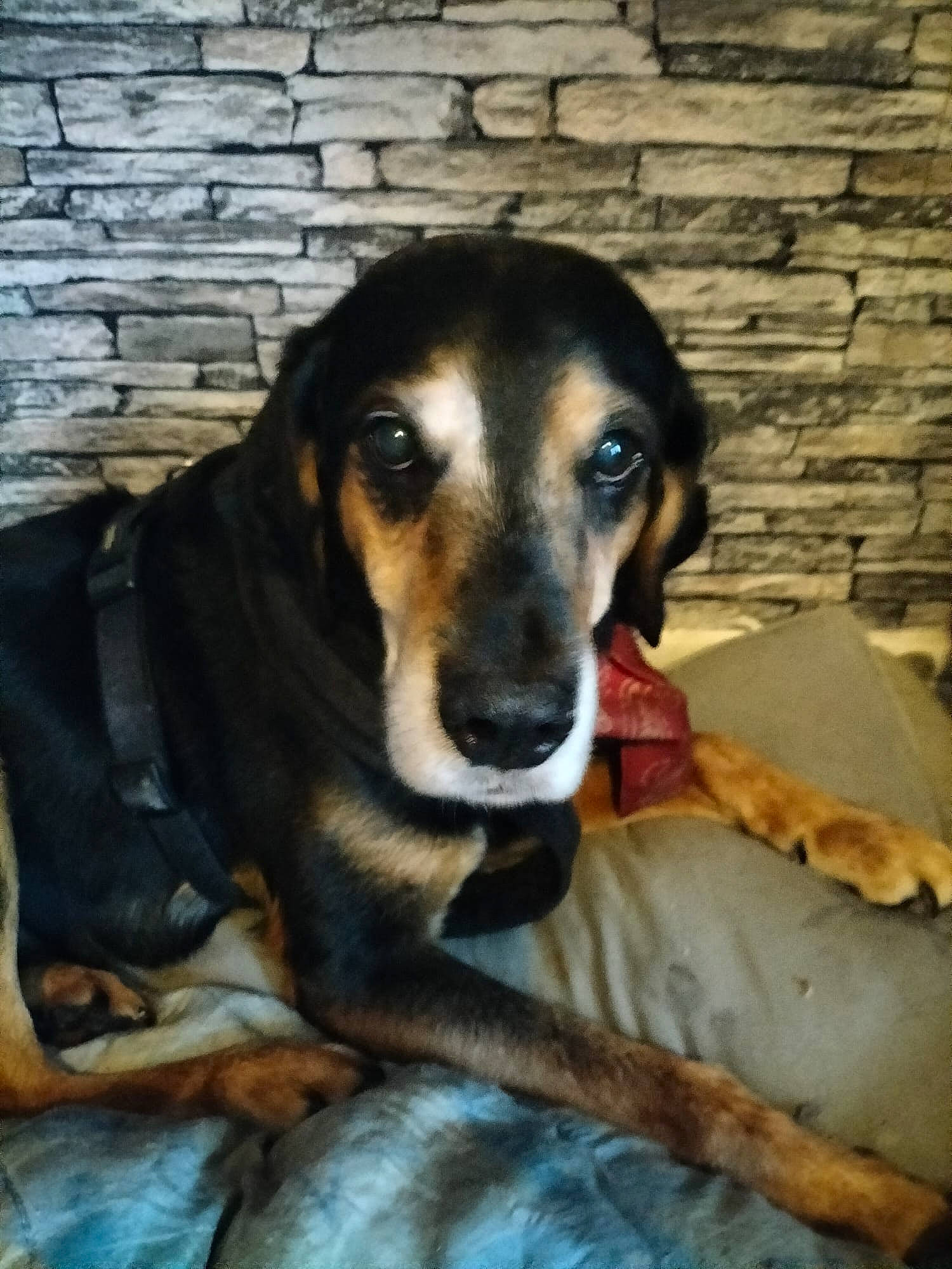 Facom a rejoint le concours — aidez-le/la à gagner de superbes lots ! brick, canidae, carnivore, comfort, companion_dog, dog, dog_breed, fawn, fur, hound, hunting_dog, pet_supply, scent_hound, sitting, snout, sporting_group, terrestrial_animal, whiskers, working_animal, working_dog