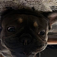 Bailey joined the competition — help win amazing prizes! dog, pet, carpet, close_up, indoor, animal, face, fur, ears, nose, whiskers, eye, lying_down, home, domestic_animal, muzzle, cute, portrait, canine, texture