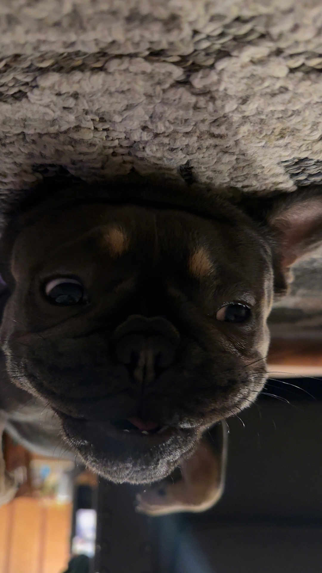 Bailey joined the competition — help win amazing prizes! dog, pet, carpet, close_up, indoor, animal, face, fur, ears, nose, whiskers, eye, lying_down, home, domestic_animal, muzzle, cute, portrait, canine, texture