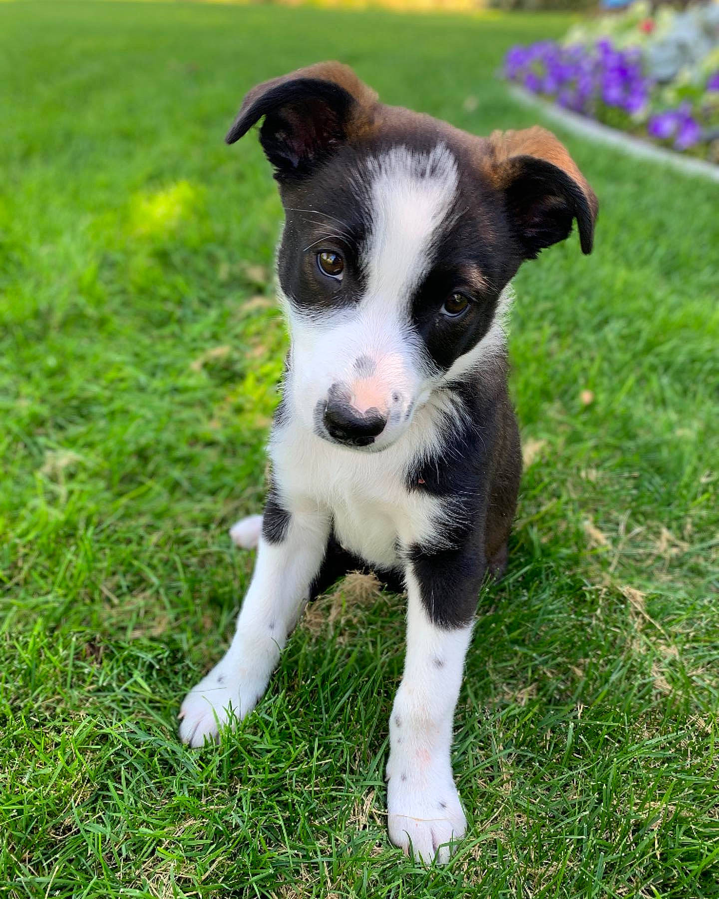 Sage joined the competition — help win amazing prizes! australian_collie, border_collie, canidae, carnivore, companion_dog, danish_swedish_farmdog, dog, dog_breed, grass, herding_dog, mammal, mcnab, puppy, rare_breed_dog, smooth_fox_terrier, sporting_group, vertebrate, welsh_sheepdog, working_dog