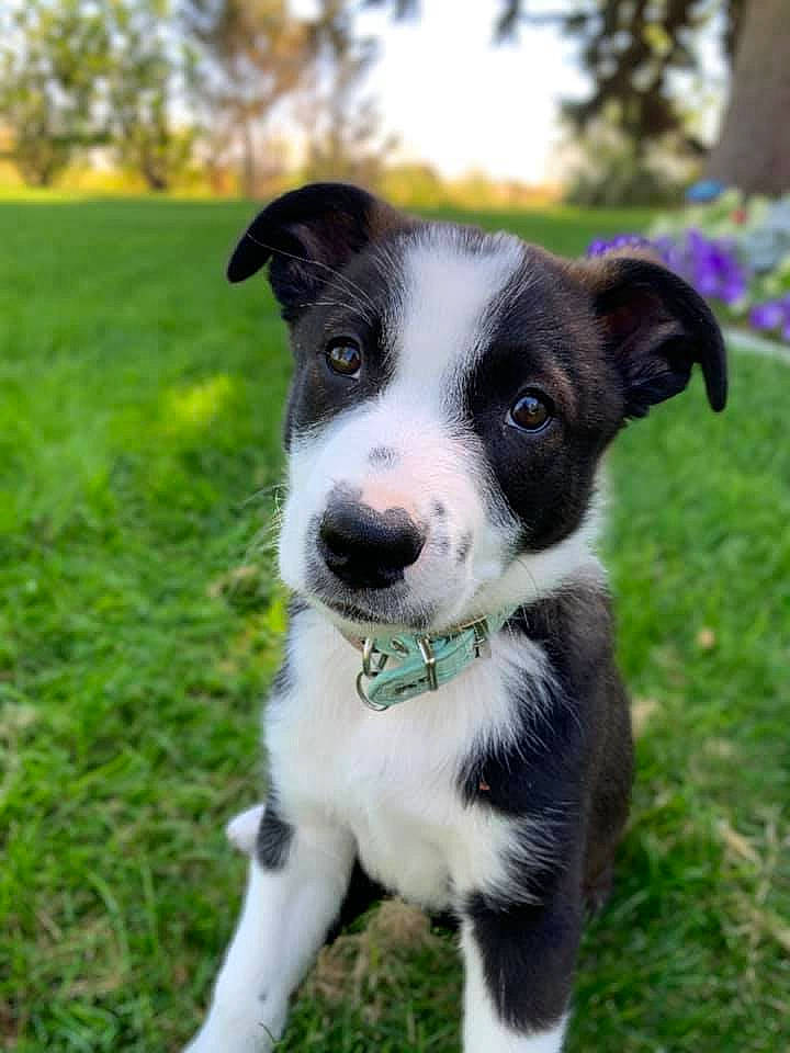 Sage joined the competition — help win amazing prizes! australian_collie, border_collie, canidae, carnivore, companion_dog, dog, dog_breed, grass, herding_dog, mammal, mcnab, plant, puppy, rare_breed_dog, snout, sporting_group, vertebrate, welsh_sheepdog, working_dog