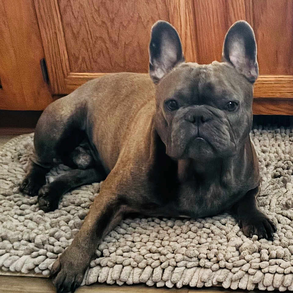 Luey Dumps joined the competition — help win amazing prizes! animal, boxer, bulldog, canine, dog, dogbed, frenchbulldog, hardwood, homedecor, indoors, interiordesign, pet, pitbull, puppy, rug, snout, stainedwood, wood