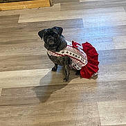 Bailey joined the competition — help win amazing prizes! dog, pet, animal, dress, clothing, floor, indoor, looking_up, brown_floor, small_dog, costume, festive, cute, puppy, canine, domestic_animal, shadow, sitting, patterned_clothing, red_dress