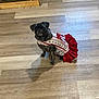 dog, pet, animal, dress, clothing, floor, indoor, looking_up, brown_floor, small_dog, costume, festive, cute, puppy, canine, domestic_animal, shadow, sitting, patterned_clothing, red_dress