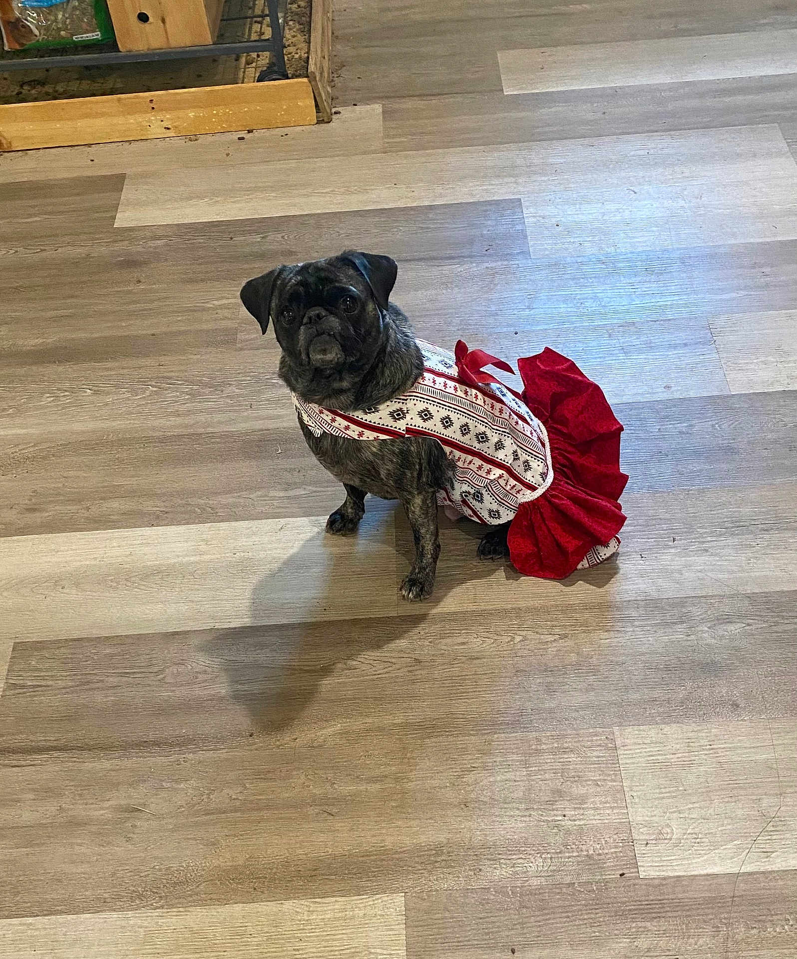 Bailey joined the competition — help win amazing prizes! dog, pet, animal, dress, clothing, floor, indoor, looking_up, brown_floor, small_dog, costume, festive, cute, puppy, canine, domestic_animal, shadow, sitting, patterned_clothing, red_dress