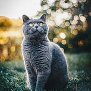 Abra joined the competition — help win amazing prizes! cat, gray_cat, outdoor, grass, bokeh, animal, pet, feline, sitting, alert, nature, wildlife, portrait, cute, fur, whiskers, eyes, daylight, soft_light, background_blur