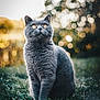 cat, gray_cat, outdoor, grass, bokeh, animal, pet, feline, sitting, alert, nature, wildlife, portrait, cute, fur, whiskers, eyes, daylight, soft_light, background_blur