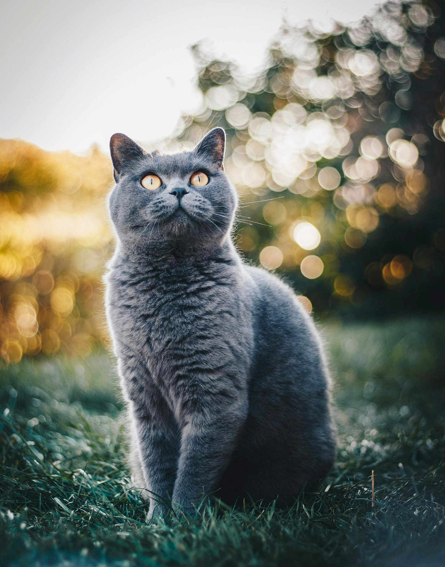 Abra