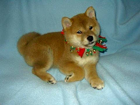 Jazzy is registered to the contest to win money with this photo: ancient_dog_breeds, canidae, canis, carnivore, companion_dog, dog, dog_breed, dog_supply, fawn, fur, german_spitz_mittel, non_sporting_group, snout, spitz, sporting_group, tail, terrestrial_animal, toy, working_animal