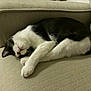 Zoe is registered to the contest to win money with this photo: cat, tuxedo_cat, sleeping_cat, pet, indoor, couch, upholstery, whiskers, paw, curled_up, cozy, nap, fur, black_and_white, furniture, home, closeup, relaxed, domestic_animal, portrait