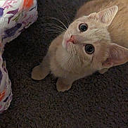 Kaito joined the competition — help win amazing prizes! animal, blanket, carpet, cat, close_up, curious, cute, domestic_animal, ears, feline, fur, indoor, light_orange, looking_up, mammal, orange_cat, pet, small_cat, whiskers, young_cat