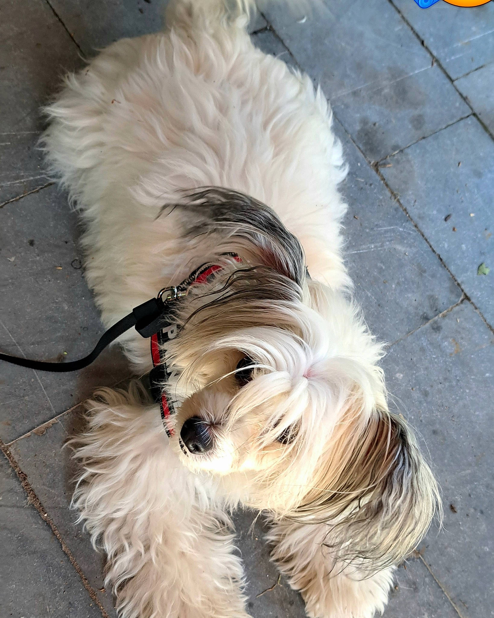 Orfée participe au concours pour gagner de l'argent avec cette photo : asphalt, biewer_terrier, canidae, carnivore, collar, companion_dog, dog, dog_breed, dog_supply, flooring, fur, non_sporting_group, road_surface, small_terrier, snout, tail, terrier, toy_dog, water_dog, working_animal