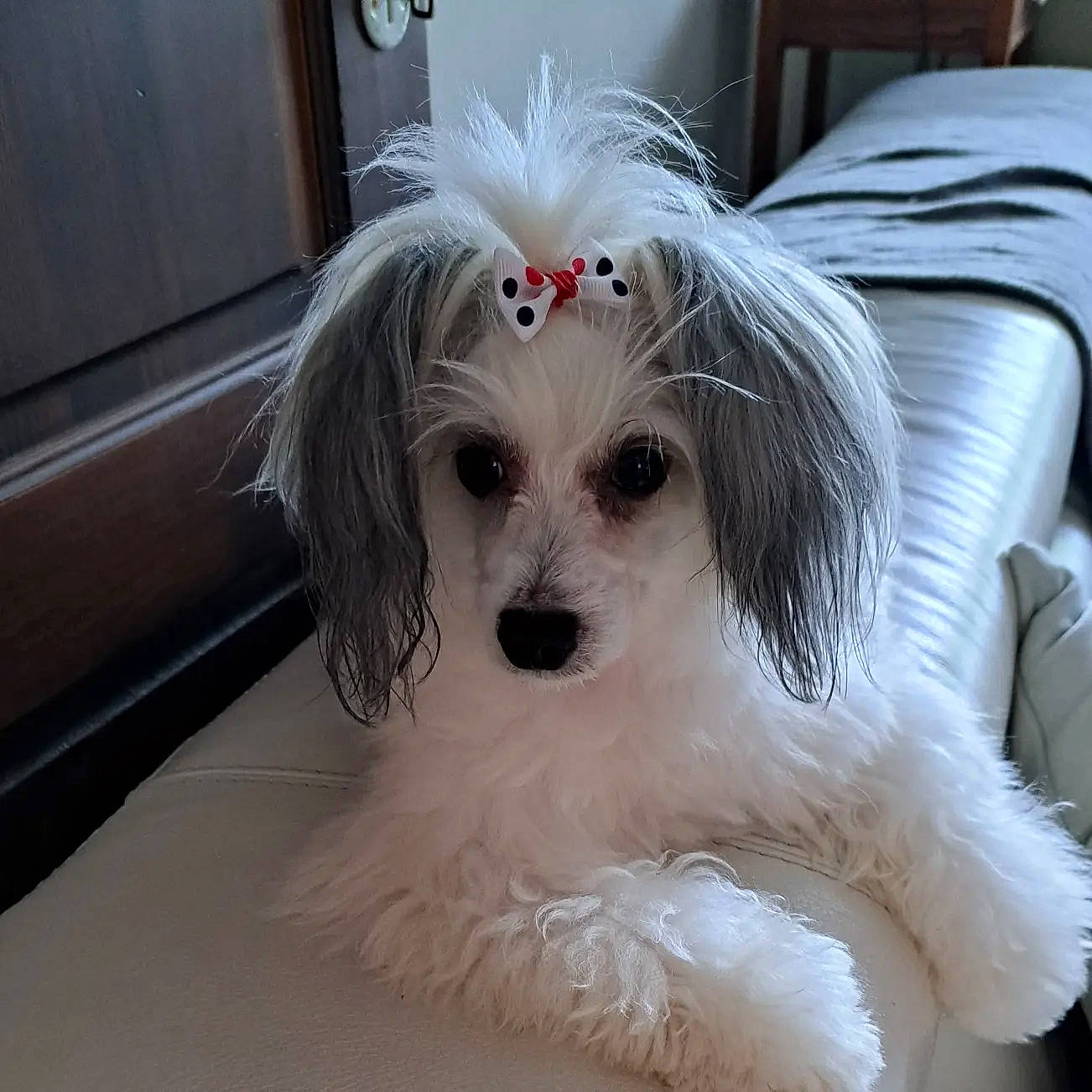 Orfée participe au concours pour gagner de l'argent avec cette photo : bolognese, canidae, carnivore, clock, cockapoo, companion_dog, dog, dog_breed, eye, fur, non_sporting_group, poodle_crossbreed, puppy, puppy_love, shih_poo, small_terrier, snout, sporting_group, terrier, toy_dog