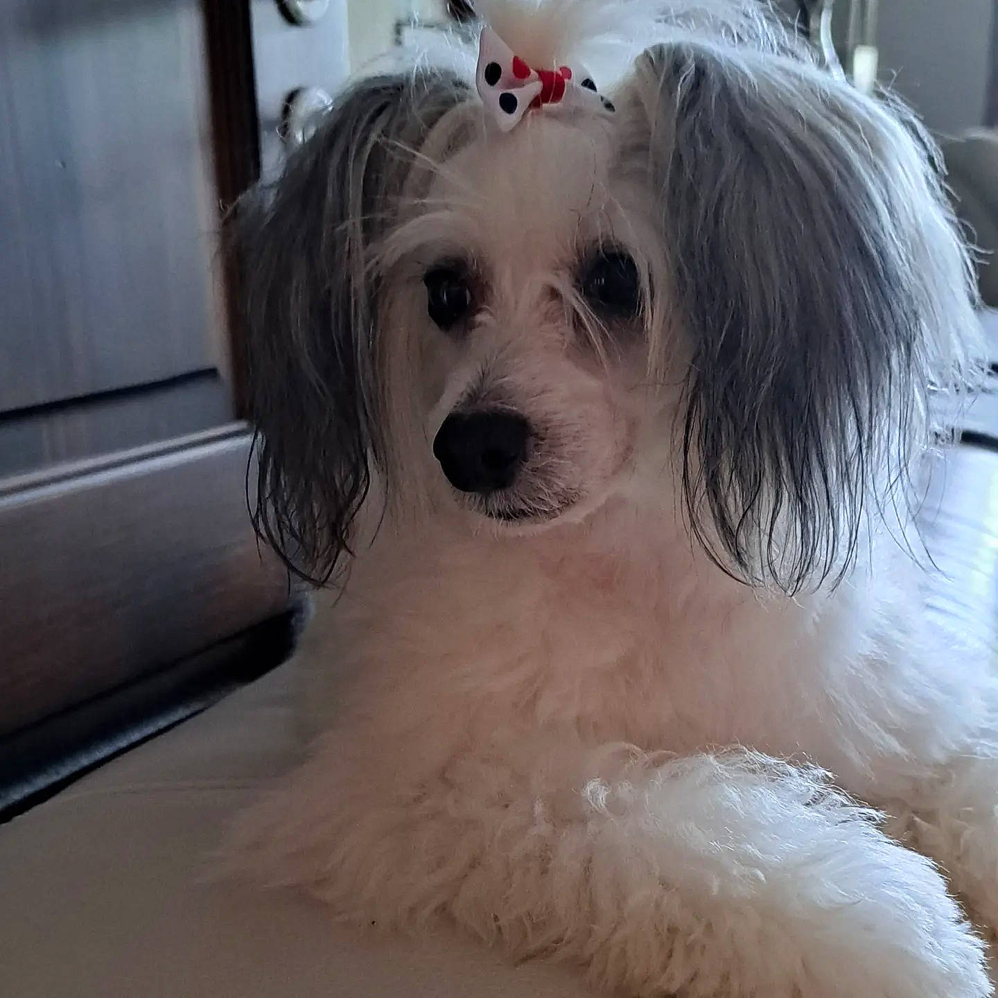 Orfée a rejoint le concours — aidez-le/la à gagner de superbes lots ! car, carnivore, companion_dog, dog, dog_breed, dog_supply, fur, happy, maltepoo, non_sporting_group, small_terrier, terrier, toy_dog, whiskers, working_animal