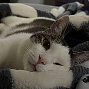 Kirby joined the competition — help win amazing prizes! cat, feline, pet, resting, blanket, soft, cozy, indoor, fur, whiskers, relaxed, closeup, sleepy, home, comfortable, striped, pink_nose, ear, face, domestic_animal