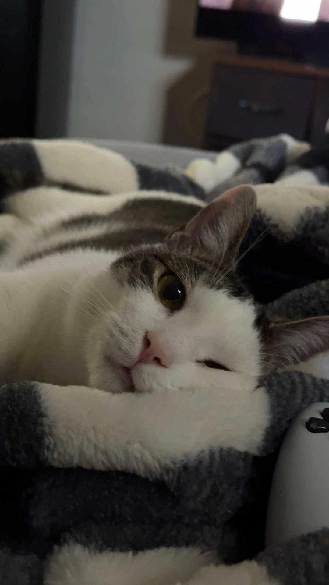 Kirby joined the competition — help win amazing prizes! cat, feline, pet, resting, blanket, soft, cozy, indoor, fur, whiskers, relaxed, closeup, sleepy, home, comfortable, striped, pink_nose, ear, face, domestic_animal