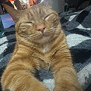 Toulouse is registered to the contest to win money with this photo: cat, orange_tabby, stretching, paws, closed_eyes, blanket, cozy, indoor, television, people, background, living_room, furniture, relaxation, pet, fur, whiskers, home, comfort, nap
