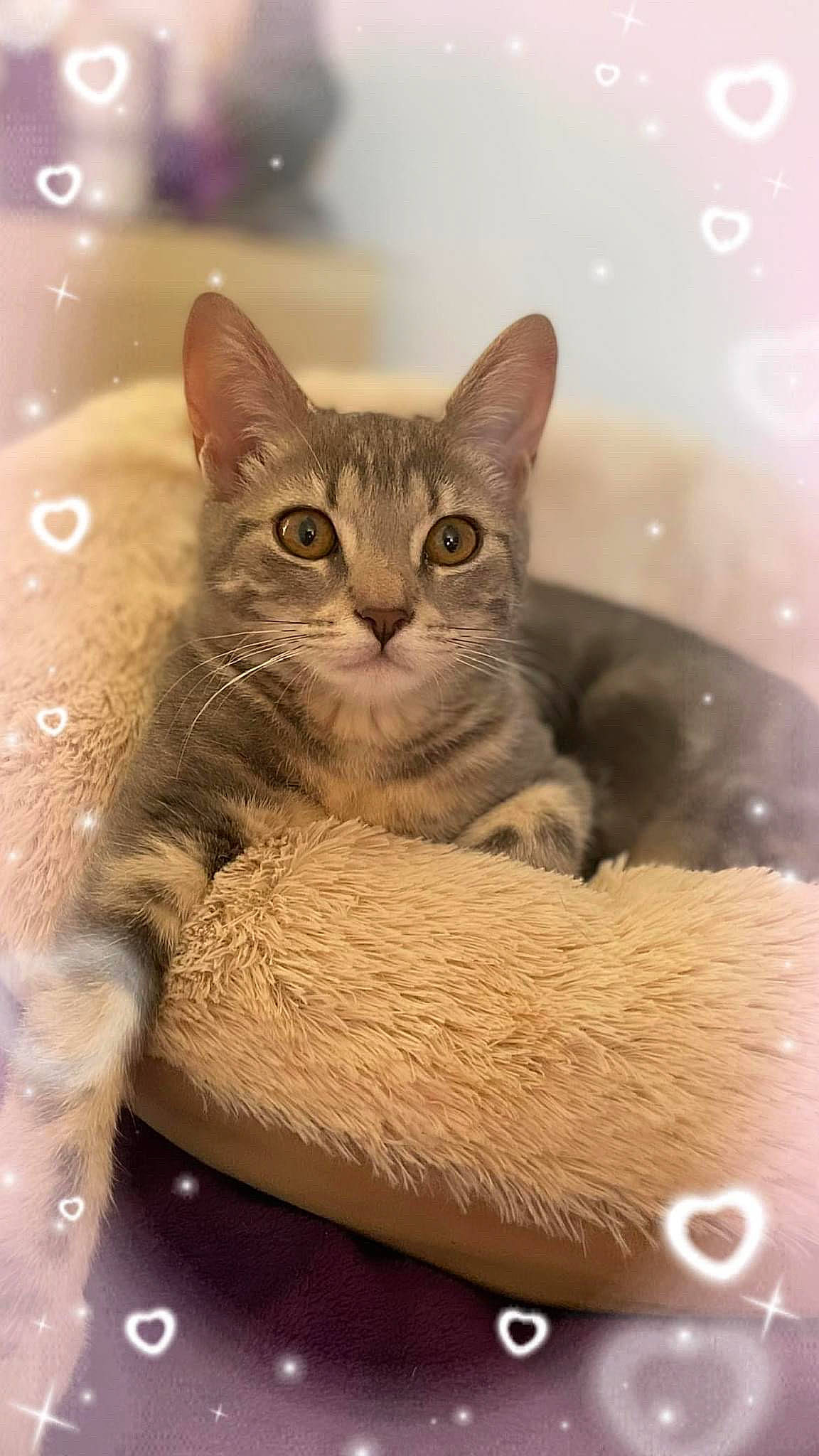 Fury a rejoint le concours — aidez-le/la à gagner de superbes lots ! carnivore, cat, cat_supply, claw, domestic_short_haired_cat, fawn, felidae, fur, paw, pet_supply, photo_caption, sitting, small_to_medium_sized_cats, snout, tail, terrestrial_animal, whiskers, wildlife