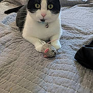 Morgana joined the competition — help win amazing prizes! animal, bed, black_and_white, cat, collar, cozy, curious, domestic, feline, furniture, indoor, lamp, paws, pet, quilt, resting, room, soft_toy, toy_mouse, water_bottle