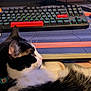 Morgana joined the competition — help win amazing prizes! black_and_white, cat, closeup, collar, comfort, computer, computer_mouse, desk, electronics, feline, home_office, indoor, keyboard, mousepad, pet, relaxed, resting, side_view, technology, workspace