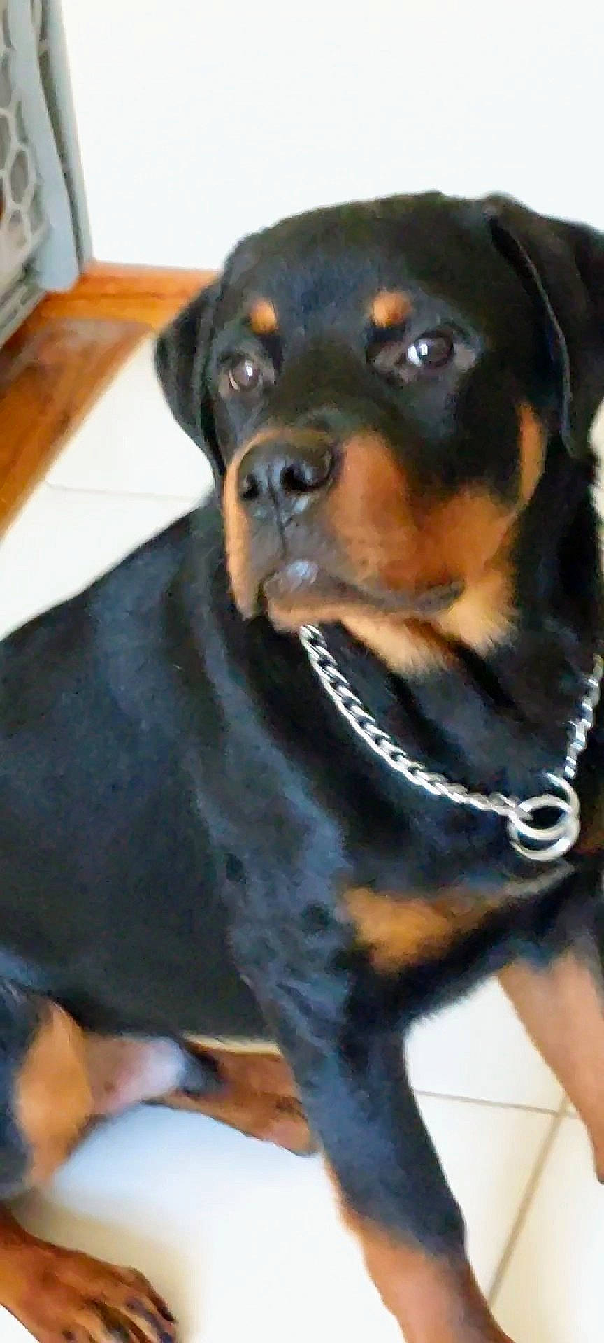 Samson joined the competition — help win amazing prizes! austrian_black_and_tan_hound, canidae, carnivore, collar, companion_dog, dog, dog_breed, dog_collar, fur, guard_dog, hardwood, hunting_dog, rottweiler, sleeveless_shirt, snout, sporting_group, terrestrial_animal, whiskers, working_animal, working_dog