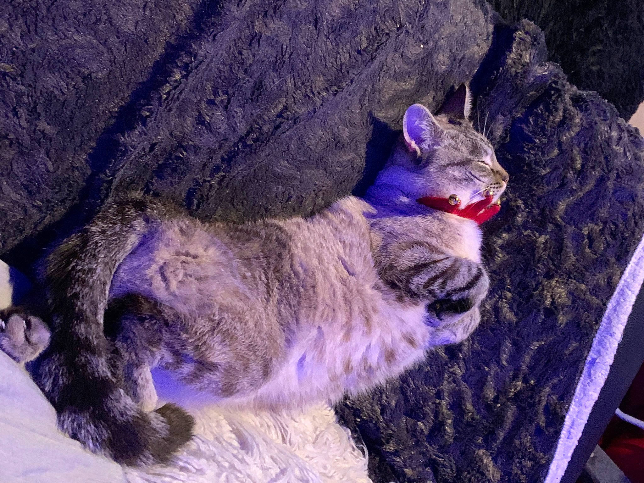 Ringo a rejoint le concours — aidez-le/la à gagner de superbes lots ! canidae, carnivore, cat, claw, dog_breed, domestic_short_haired_cat, electric_blue, fawn, felidae, fur, nap, paw, purple, small_to_medium_sized_cats, snout, tail, terrestrial_animal, whiskers