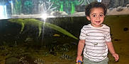 Neiko joined the competition — help win amazing prizes! alligator, aquarium, bright_lights, child, curly_hair, fish, glass_tank, indoor, jungle_mural, nature_theme, playful, reflection, sandals, shorts, smiling, standing, striped_shirt, toddler, toy, underwater