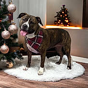 Dixie is registered to the contest to win money with this photo: dog, brindle, bandana, plaid, christmas_tree, ornaments, holiday, decorations, indoor, rug, wooden_floor, festive, pet, tongue_out, cute, smiling, cozy, lights, winter, celebration