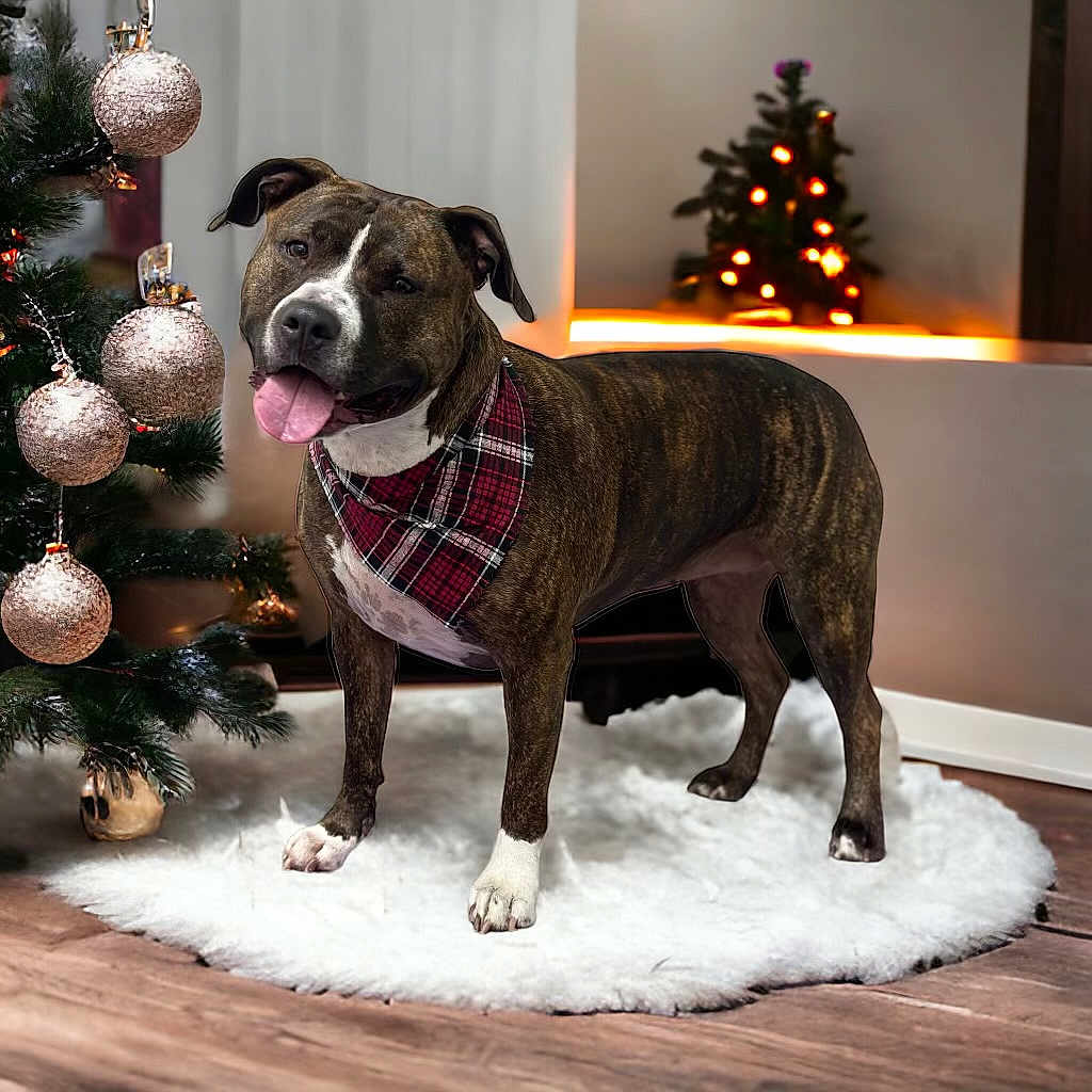 Dixie is registered to the contest to win money with this photo: bandana, brindle, celebration, christmas_tree, cozy, cute, decorations, dog, festive, holiday, indoor, lights, ornaments, pet, plaid, rug, smiling, tongue_out, winter, wooden_floor