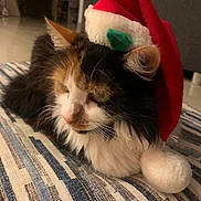 Lou a rejoint le concours — aidez-le/la à gagner de superbes lots ! cat, calico, santa_hat, striped_cushion, indoor, pet, feline, fluffy, relaxed, holiday, christmas, costume, closeup, animal, cute, domestic_cat, mammal, whiskers, ear, nose