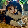 cat, calico, feline, animal, pet, indoor, plant, window, fur, whiskers, paws, relaxed, mat, woven, home, natural_light, greenery, cute, resting, cozy