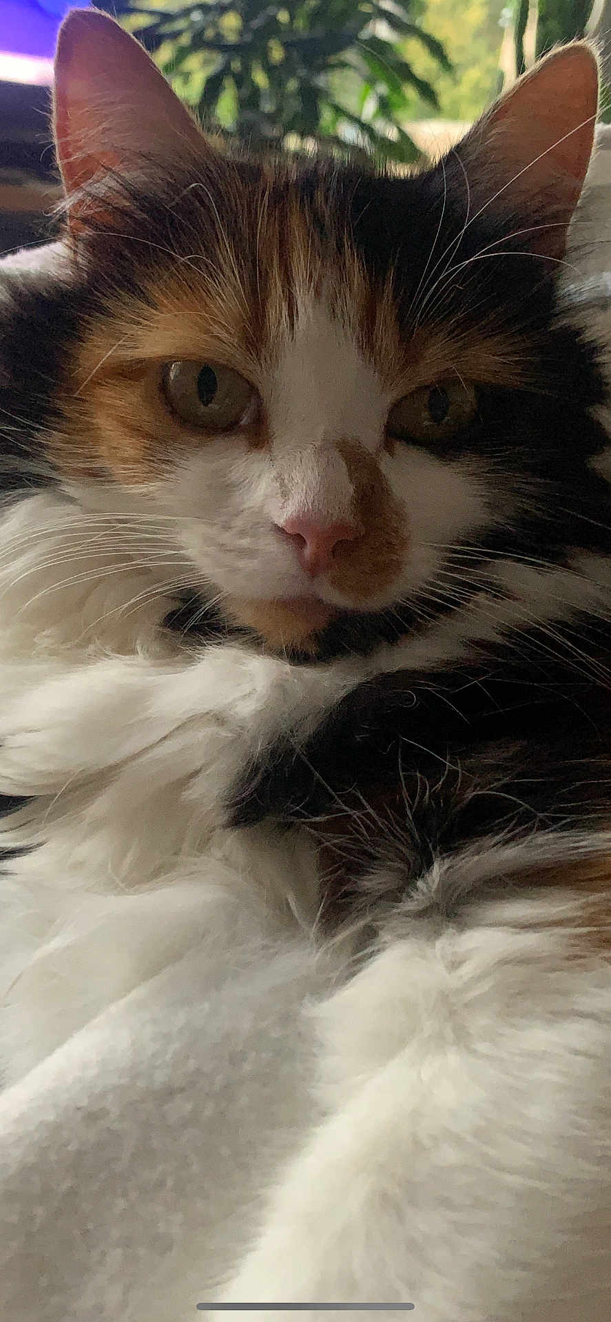 Lou participe au concours pour gagner de l'argent avec cette photo : cat, feline, close_up, fluffy, white_fur, brown_fur, black_fur, face, whiskers, ears, nose, eyes, pet, animal, indoor, relaxing, soft_texture, portrait, domestic_cat, cute