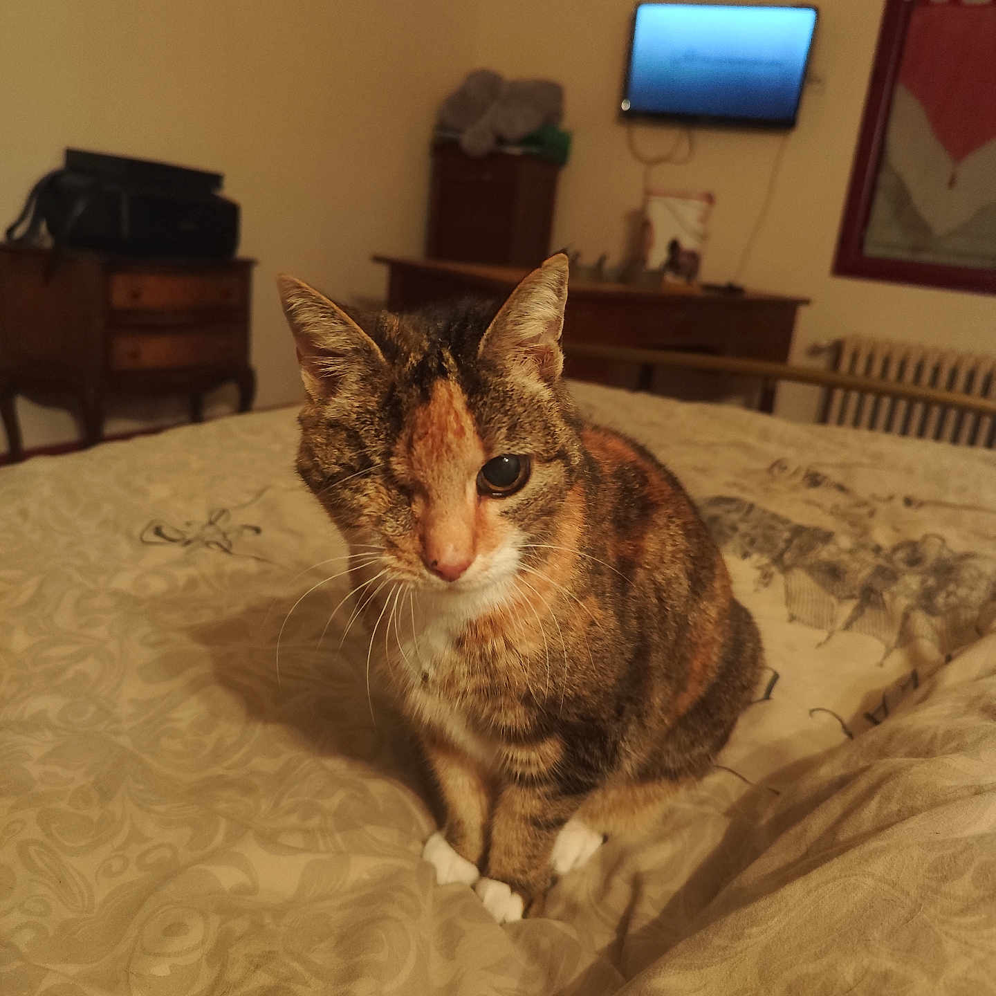Tania participe au concours pour gagner de l'argent avec cette photo : animal, bed, bedspread, cat, cozy, curtain, domestic, dresser, ears, fur, furniture, indoor, one_eyed_cat, pet, resting, tabby, television, warm_lighting, whiskers, window