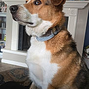 Dutton joined the competition — help win amazing prizes! dog, pet, indoor, living_room, mantelpiece, decor, collar, brown, white, fur, portrait, animal, side_view, floor, couch, home, photo_frames, attention, seated, canine