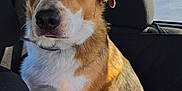 Dutton joined the competition — help win amazing prizes! dog, pet, car_interior, backseat, sunlight, window, trees, outdoor, animal, canine, fur, brown, white, black, collar, sitting, portrait, daylight, road, nature