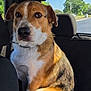 dog, pet, car_interior, backseat, sunlight, window, trees, outdoor, animal, canine, fur, brown, white, black, collar, sitting, portrait, daylight, road, nature