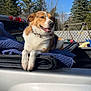 Dutton joined the competition — help win amazing prizes! dog, pickup_truck, blanket, outdoor, sunny, sky, trees, pine_trees, fence, relaxed, pet, animal, smiling, daytime, vehicle, park, nature, leisure, collar, playground