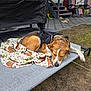 Dutton is registered to the contest to win money with this photo: dog, sleeping, blanket, outdoor, harness, yard, grass, patio, chair, shoes, relaxation, pet, canine, resting, fence, deck, summer, nature, animal, leash