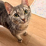 Kitty is registered to the contest to win money with this photo: cat, tabby, pet, animal, whiskers, floor, wooden_floor, closeup, fur, curious, looking_up, indoor, mammal, domestic_animal, eyes, ears, collar, cute, young_cat, playful