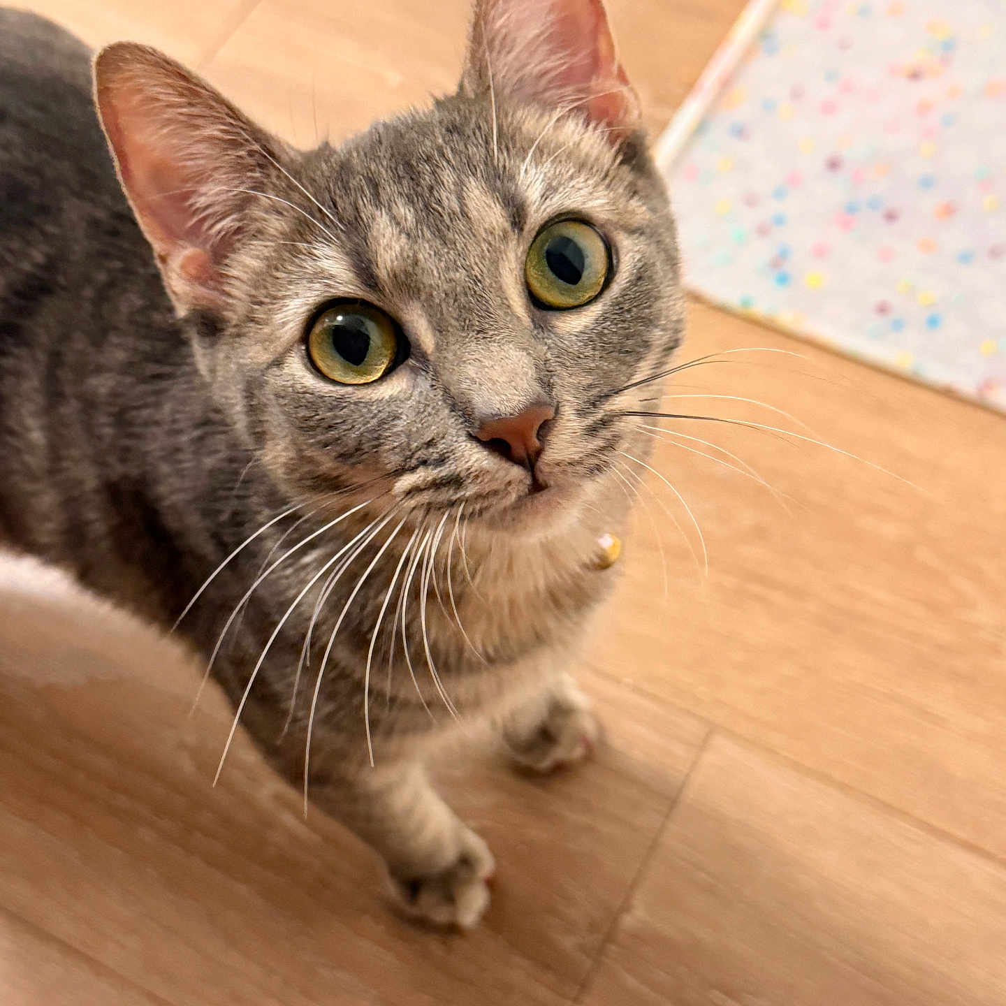 Kitty
