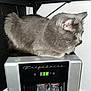 cat, gray_cat, pet, animal, mini_fridge, frigidare, water_bottles, digital_display, indoor, shelf, wall, floor, perched, side_view, feline, fur, domestic_animal, appliance, temperature, resting